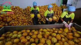 Doorstep Deliver Tender Coconut | Chennai | Coimbatore | NFBD Group #tendercoconut #export #india