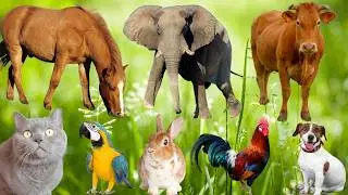 Cute Animal Sounds: Cow, Sheep, Dog, Elephant, Rabbit, Chicken, Horse, Cat-Animal Video