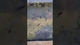 Frog Spawn Diary entry - Day 15 - Shorts part 2