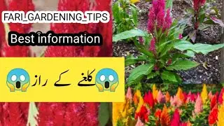 🔴 best propagation media Kalgha flower cock comb#gardening