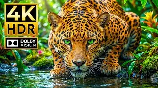 Animal Planet HDR 4K | Breathtaking Animals in Ultra HD Dolby Vision&trade; 60fps