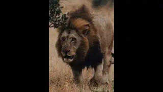 Kinkytail The brave 🏴&zwj;☠️⚔️☠️ #lion #lionnation #lionking #mapogo #animals