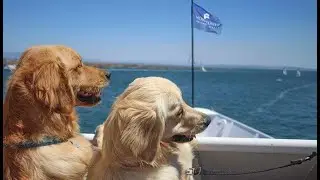 Observe Dog's Behavior