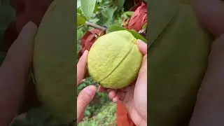 #desi there is guava✓✓