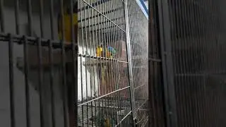 My Blue and Gold Macaw New Bonding Pair