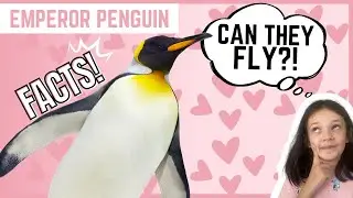 EMPEROR PENGUIN | Animal Fun Facts | (For Kids)