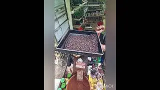Raw Coffee making in Kerala... #Kerala #Coffee #Wayanad #Travel
