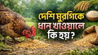 কিভাবে ধান খাওয়ালে ৪মাসেই দেশি মুরগিকি ডিম দিবে | দেশি মুরগি পালন