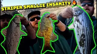 INSANE STRIPER BOIL! (Lake Del Valle Striped Bass & Smallmouth Bass)