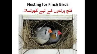 Nesting for Finch Java and Bengali | Finch | Birds | Birds Breeding | bird of paradise