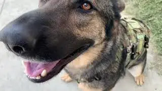 LOF DEFENSE SYSTEMS NEW K9 BALLISTIC VEST