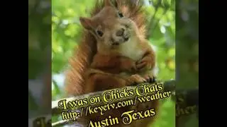 Smiley the squirrel on chicks chats