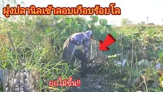 2วันเกือบ100โล!!ดักลอบปลานิลกลางบึงบัวเข้าจนยกลอบไม่ขึ้นจับปลาออกกันยาวๆ