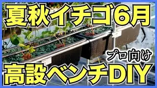 【夏秋イチゴ】6月の生育を紹介！新しい高設ベンチをDIYで設置してアクアフォームで試験栽培【夏いちごを収穫して試食】