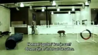 D Pet Hotels on Prime