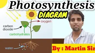 photosynthesis diagram | diagram of photosynthesis | photosynthesis diagram easy #photosynthesis 
