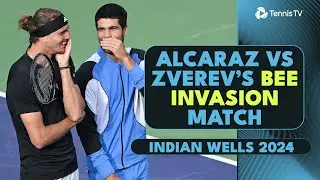 *That Bee Invasion* 🐝 Carlos Alcaraz vs Alexander Zverev Indian Wells 2024 Highlights