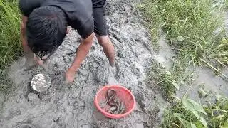Best Eel Fishing video 2019 under deep mud ! eel fish video