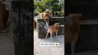 Dog vs monkeys funny video 🤣😁 । monkey and dog fight #funny #shorts