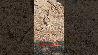 Is this the last snake sighting of the year?! #snake #fall #autumn #2024 #sighting #lastone #shorts