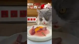 it's animal world 🌍 #CatFood#FelineNutrition#CatFeed#PetFood#CatCar#CatLovers#FelineParents#CatMom