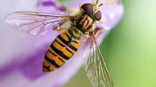 Hover fly as an pollinator and bio agent |@DrTariqRajput #hooverfly#education #flies