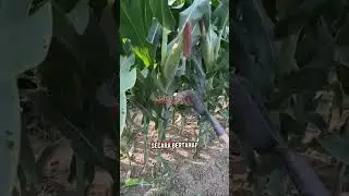 simple techniques to speed up the aging of corn #farming #agriculture #technik #plants #corn