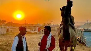 Camel traders come to Pushkar from miles away on foot | Pushkar Mela