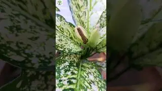 How to grow tip for your Snow white Aglaonema plant | Ornamental plants for garden decoration