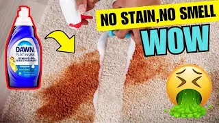 How to Get Vomit Out of Carpet Permanently ✅ (No Smell, No Stain)