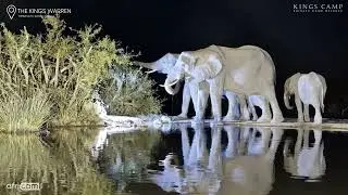 Elephant Uses Trunk to Water the Bush