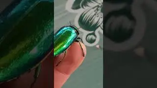 Insect crush 🌿😍
