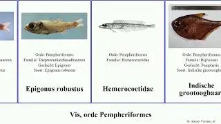 Vis, orde Pempheriformes fish robustus Epigonus Indische Pempheris vanicolensis Whole denticulatus