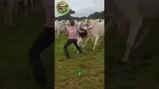 ESTO PASA CUANDO NACE UN TERNERO DE UNA VACA MALA  #vaca #ganaderia #rural #campo