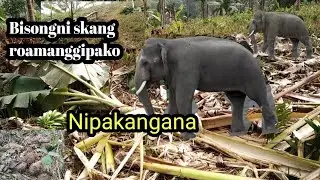 Atchu ambiramni jakma