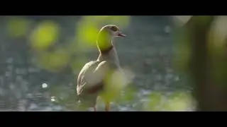 Canon Eos 600D & Magic Lantern Raw