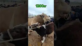 40 минг дан тирик вазнга барака. Гигант симментал #molbozor #chorva #buqa #shorts #trending #short