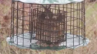 Bushtits videobombed by a Nuthatch at lunch