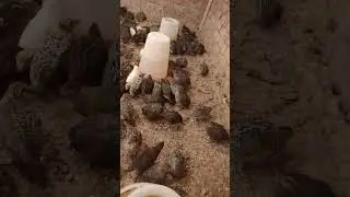 كل الى محتاج تعرفه فى تربية السمان بالتفصيل 