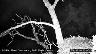 Little Miami Conservancy Bald Eagle Nest Live Camera #1