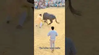 It's time horse dance video #horse #dance #shorts #video