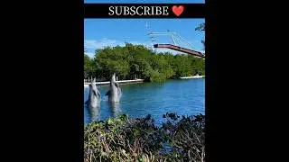 🐬 Relaxing Dolphins Jumping | Ocean Vibes 🌊 | #Shorts
