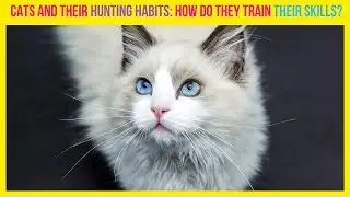 😻 CATS AND THEIR HUNTING HABITS: HOW DO THEY TRAIN THEIR SKILLS?: FELINE MYSTERIES AND MAGIC