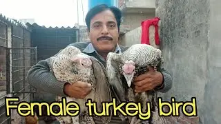 Mini zoo main female turkey bird