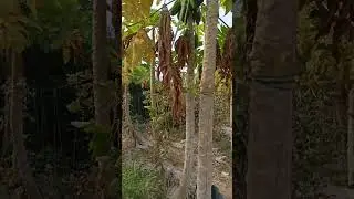 Papaya Farming With Drip Irrigation #drip #farming #irrigationmethod