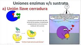 Enzimas e inhibidores