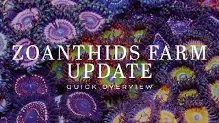 Sneak Peek of Zoanthid Farm - Legendary Corals Rare Morphs and Variants!