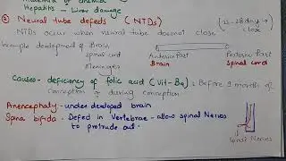 Disorders during Embryonic Development
