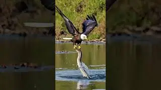 The eagle trying to catch the snake in the water #eagle #snake #shorts #viralvideo #animals #