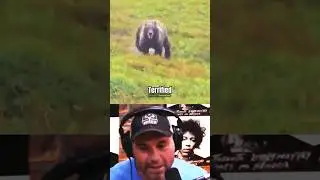 Silverback Gorilla vs Grizzly Bear - Joe Rogan #short #shorts
